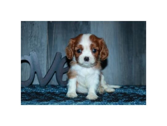 Cavalier King Charles Spaniel DOG Female Blenheim 13097 Petland Pensacola, Florida