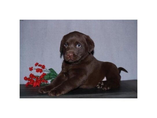 Labrador Retriever DOG Male Chocolate 13104 Petland Pensacola, Florida