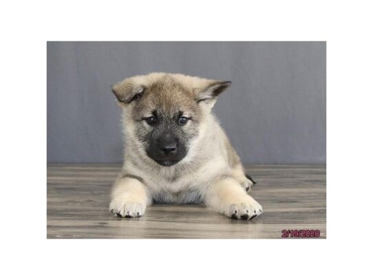 Norwegian Elkhound DOG Male Black / Silver 13099 Petland Pensacola, Florida