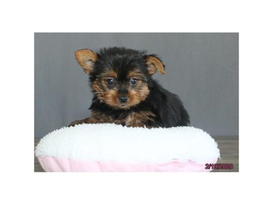 Yorkshire Terrier DOG Male Black / Tan 13100 Petland Pensacola, Florida