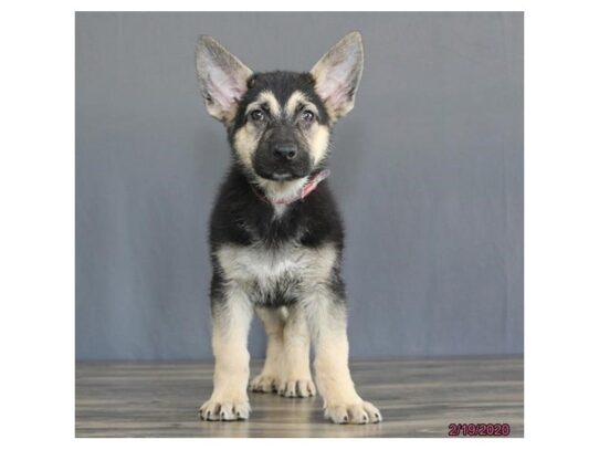 German Shepherd Dog DOG Male Black / Tan 13106 Petland Pensacola, Florida