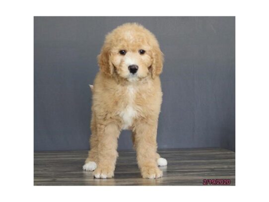 Goldendoodle 2nd Gen DOG Female Golden 13107 Petland Pensacola, Florida