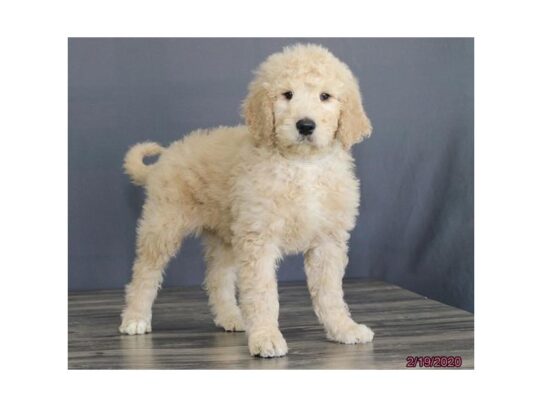 Goldendoodle 2nd Gen DOG Male Apricot 13108 Petland Pensacola, Florida