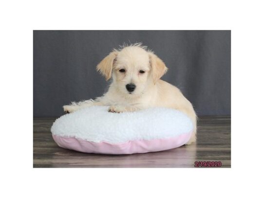 Schnoodle-DOG-Female-Cream-13109-Petland Pensacola, Florida