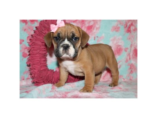 Beabull Bulldog DOG Female Red / White 13105 Petland Pensacola, Florida