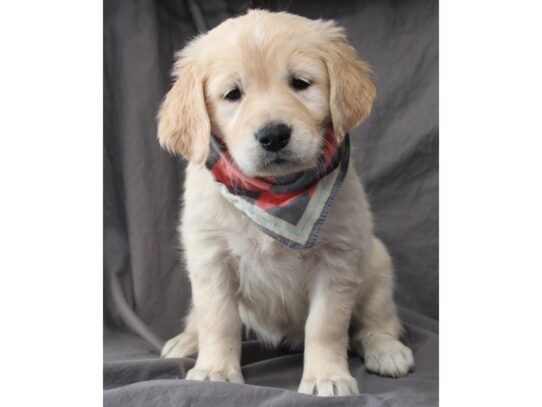 Golden Retriever DOG Female Golden 13096 Petland Pensacola, Florida