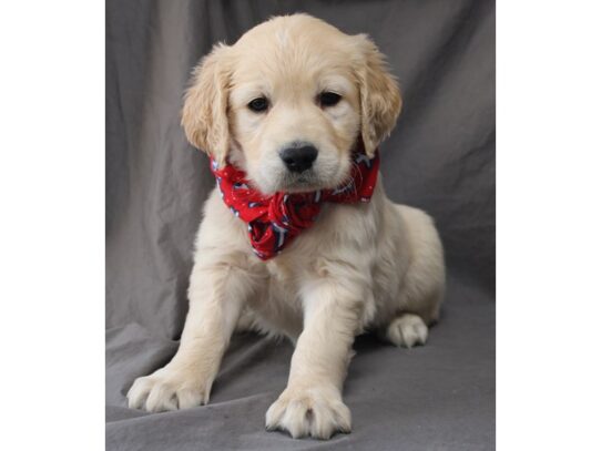 Golden Retriever DOG Male Golden 13095 Petland Pensacola, Florida