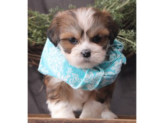 Lhasa Apso DOG Female Golden 13093 Petland Pensacola, Florida