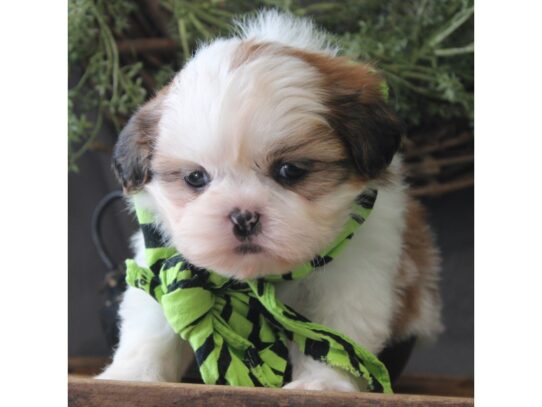 Shih Tzu DOG Male Gold / White Parti 13091 Petland Pensacola, Florida