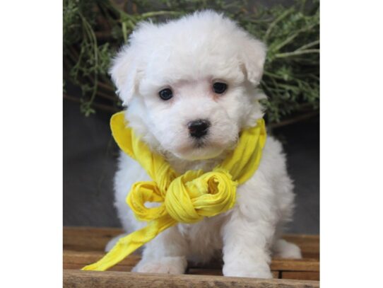 Bichon Frise DOG Male White 13090 Petland Pensacola, Florida