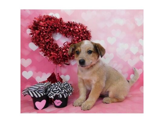 Australian Cattle Dog DOG Female Red Merle 13110 Petland Pensacola, Florida