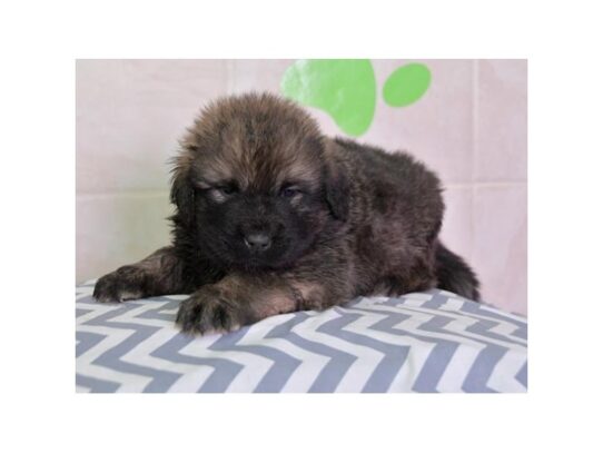 Newfoundland-DOG-Male-Bronze-13111-Petland Pensacola, Florida