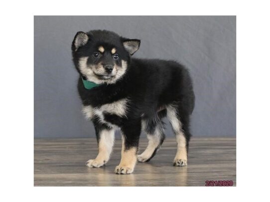 PomShi DOG Female Black 13112 Petland Pensacola, Florida