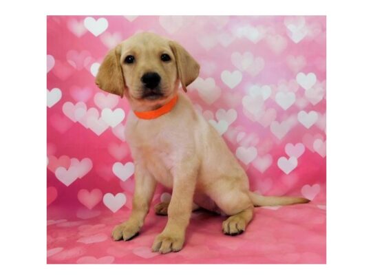 Labrador Retriever DOG Female Yellow 13113 Petland Pensacola, Florida