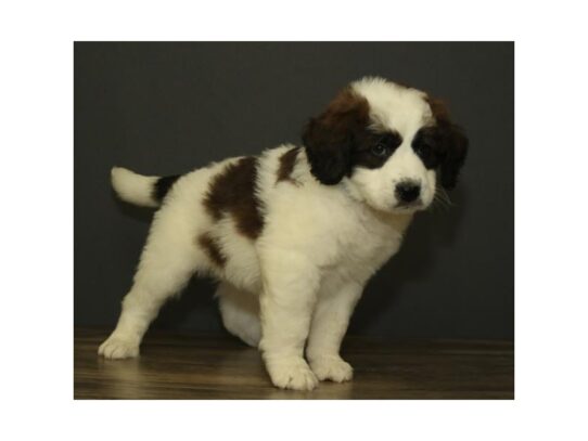 Saint BerDoodle DOG Male White / Sable 13114 Petland Pensacola, Florida