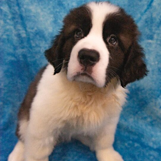 Saint Bernard-DOG-Female-Mahogany / White-1061-Petland Pensacola, Florida