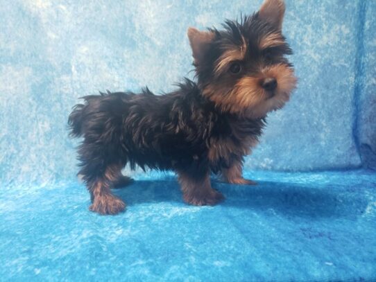 Silky Terrier DOG Male Black / Tan 13092 Petland Pensacola, Florida