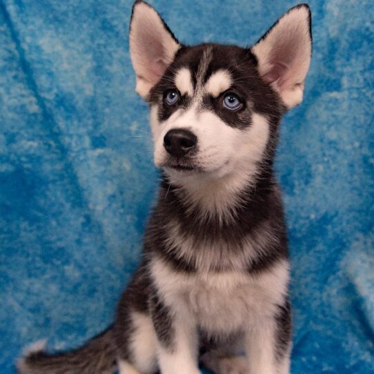 Siberian Husky DOG Male Black / White 1064 Petland Pensacola, Florida