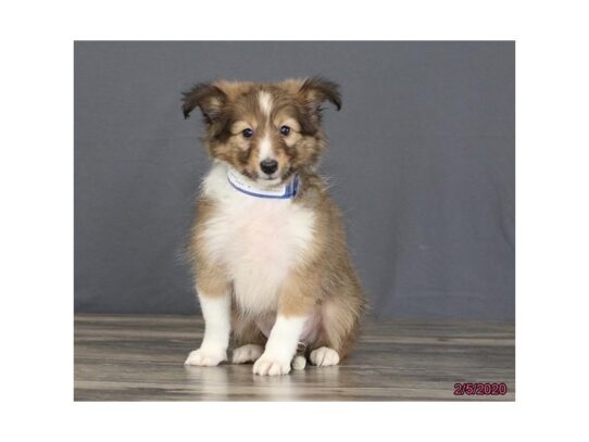 Shetland Sheepdog DOG Male Sable / White 13130 Petland Pensacola, Florida