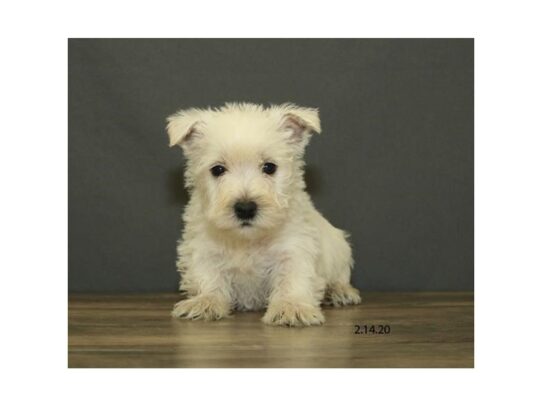 West Highland White Terrier DOG Male White 13132 Petland Pensacola, Florida