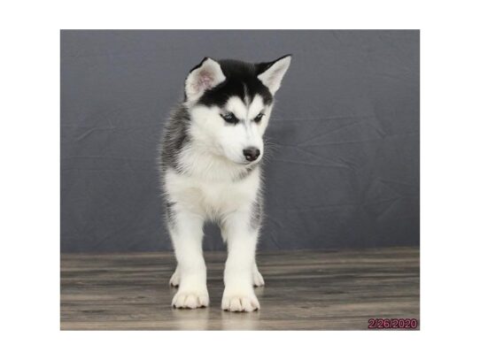 Siberian Husky DOG Female Black / White 13131 Petland Pensacola, Florida