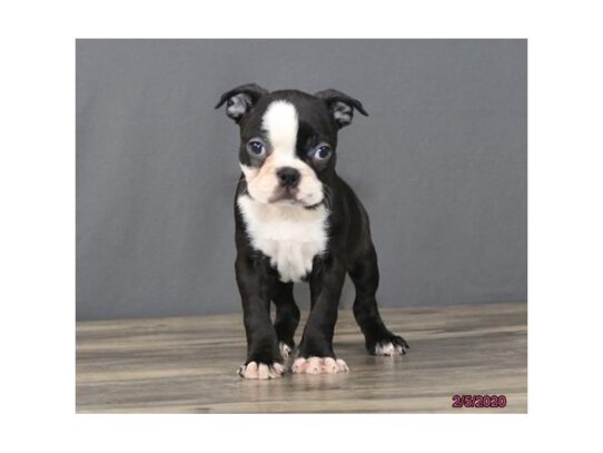 Boston Terrier DOG Male Black / White 13125 Petland Pensacola, Florida