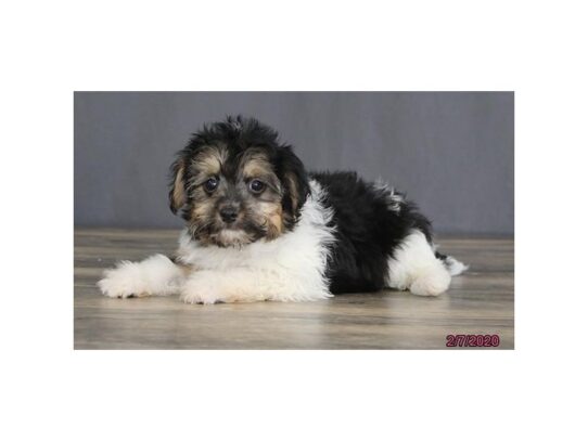 Havanese DOG Male Black / White 13128 Petland Pensacola, Florida