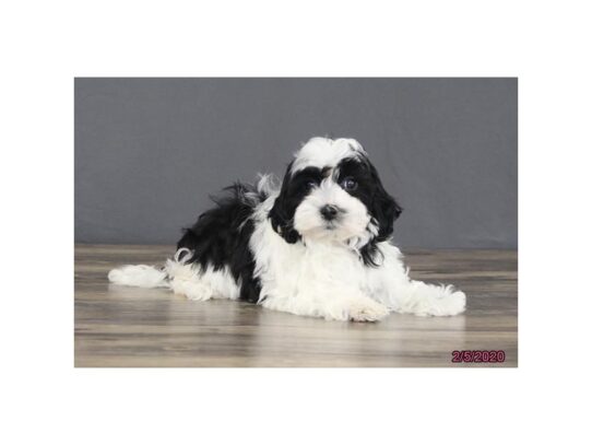 Havanese DOG Female Black / White 13135 Petland Pensacola, Florida