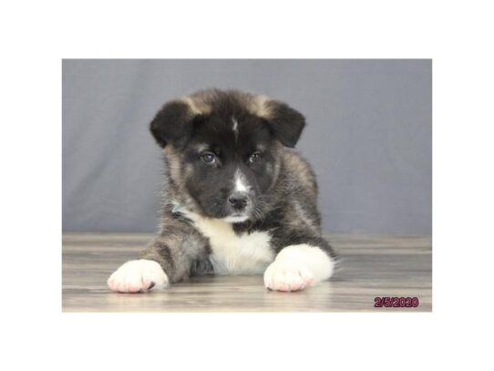 Akita DOG Female Brown 13133 Petland Pensacola, Florida