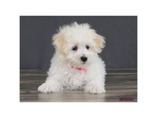 Maltipoo DOG Male White 13136 Petland Pensacola, Florida