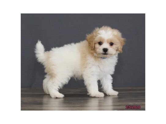 CavaTzu DOG Male White 13137 Petland Pensacola, Florida