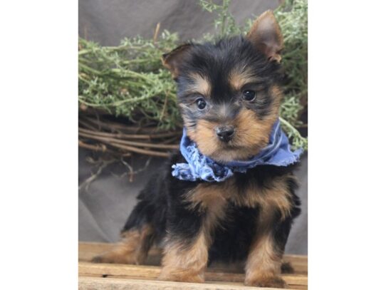 Silky Terrier DOG Male Black / Tan 13118 Petland Pensacola, Florida