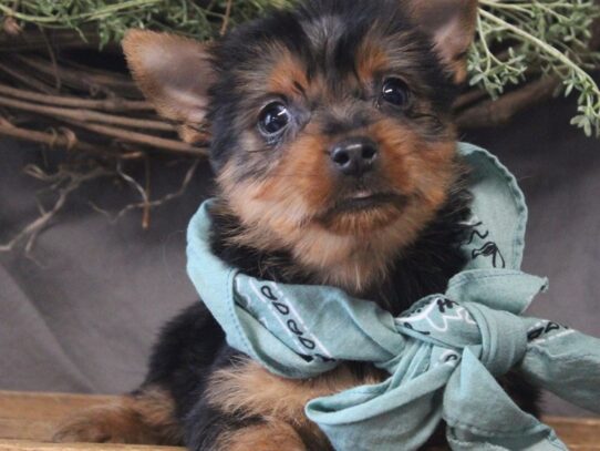 Silky Terrier DOG Male Black / Tan 13124 Petland Pensacola, Florida