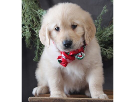 Golden Retriever DOG Male Golden 13122 Petland Pensacola, Florida