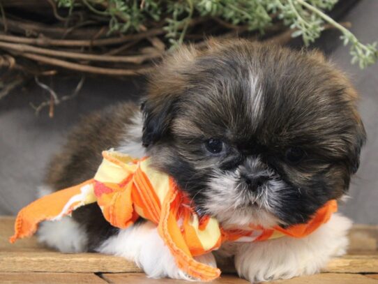 Shih Tzu DOG Male Gold / White Parti 13121 Petland Pensacola, Florida