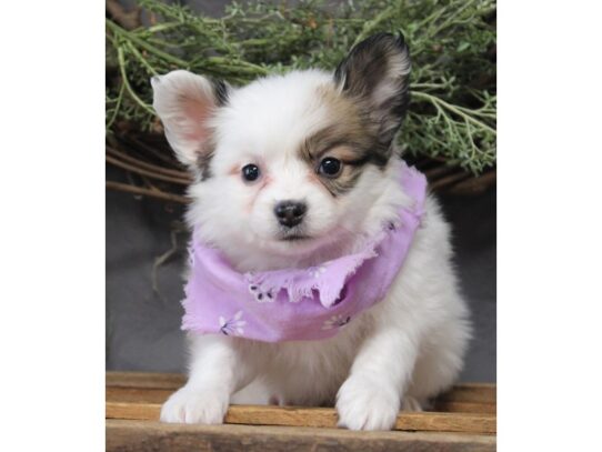 Papillon DOG Female Sable / White 13120 Petland Pensacola, Florida