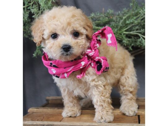 Poodle-DOG-Female-Apricot-13115-Petland Pensacola, Florida