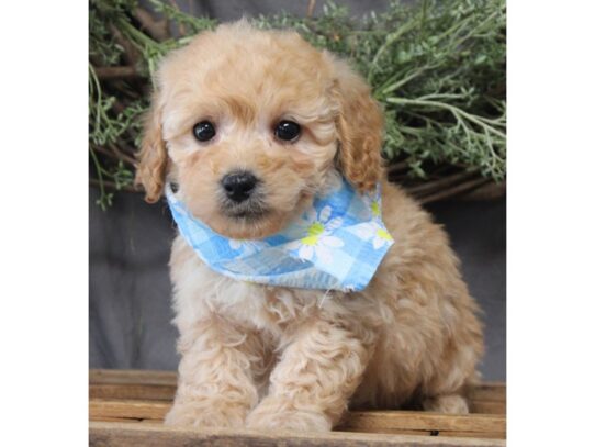 Poodle DOG Female Apricot 13119 Petland Pensacola, Florida