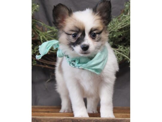 Papillon DOG Female Sable / White 13116 Petland Pensacola, Florida