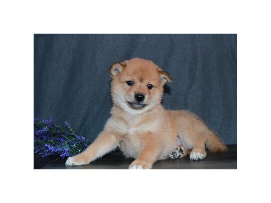 Shiba Inu DOG Male Red 13153 Petland Pensacola, Florida