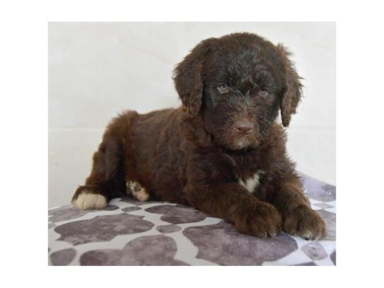 Newfiepoo-DOG-Female-Chocolate-13145-Petland Pensacola, Florida