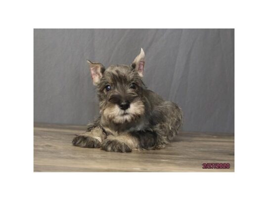 Miniature Schnauzer DOG Female Salt / Pepper 13149 Petland Pensacola, Florida