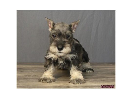 Miniature Schnauzer-DOG-Male-Salt / Pepper-13150-Petland Pensacola, Florida