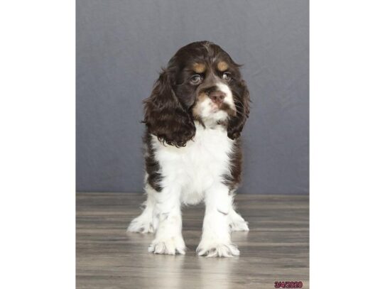 Cocker Spaniel DOG Female Chocolate / White 13147 Petland Pensacola, Florida