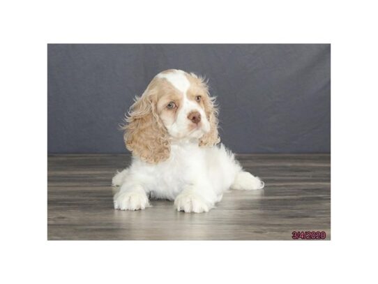 Cocker Spaniel DOG Male Buff / White 13148 Petland Pensacola, Florida