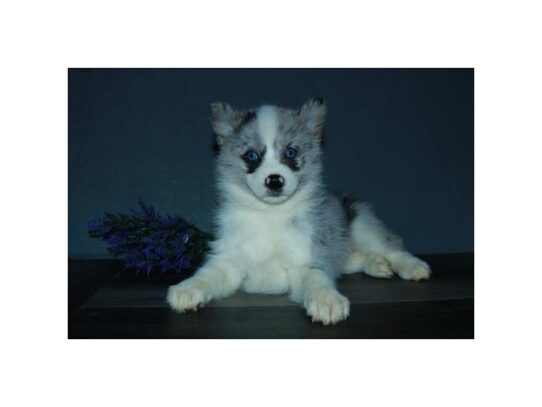 Pomsky-DOG-Female-Blue Merle-13146-Petland Pensacola, Florida