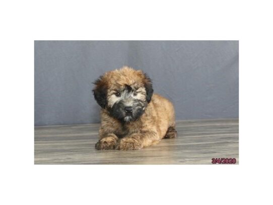 Soft Coated Wheaten Terrier-DOG-Female-Wheaten-13154-Petland Pensacola, Florida