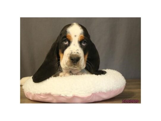 Basset Hound DOG Male Tri-Colored 13152 Petland Pensacola, Florida