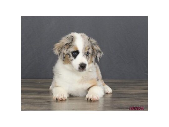 Australian Shepherd DOG Female Blue Merle 13151 Petland Pensacola, Florida