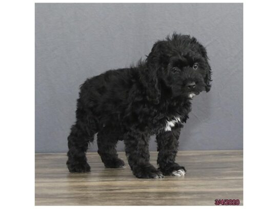 Cock A Poo DOG Female Black 13143 Petland Pensacola, Florida